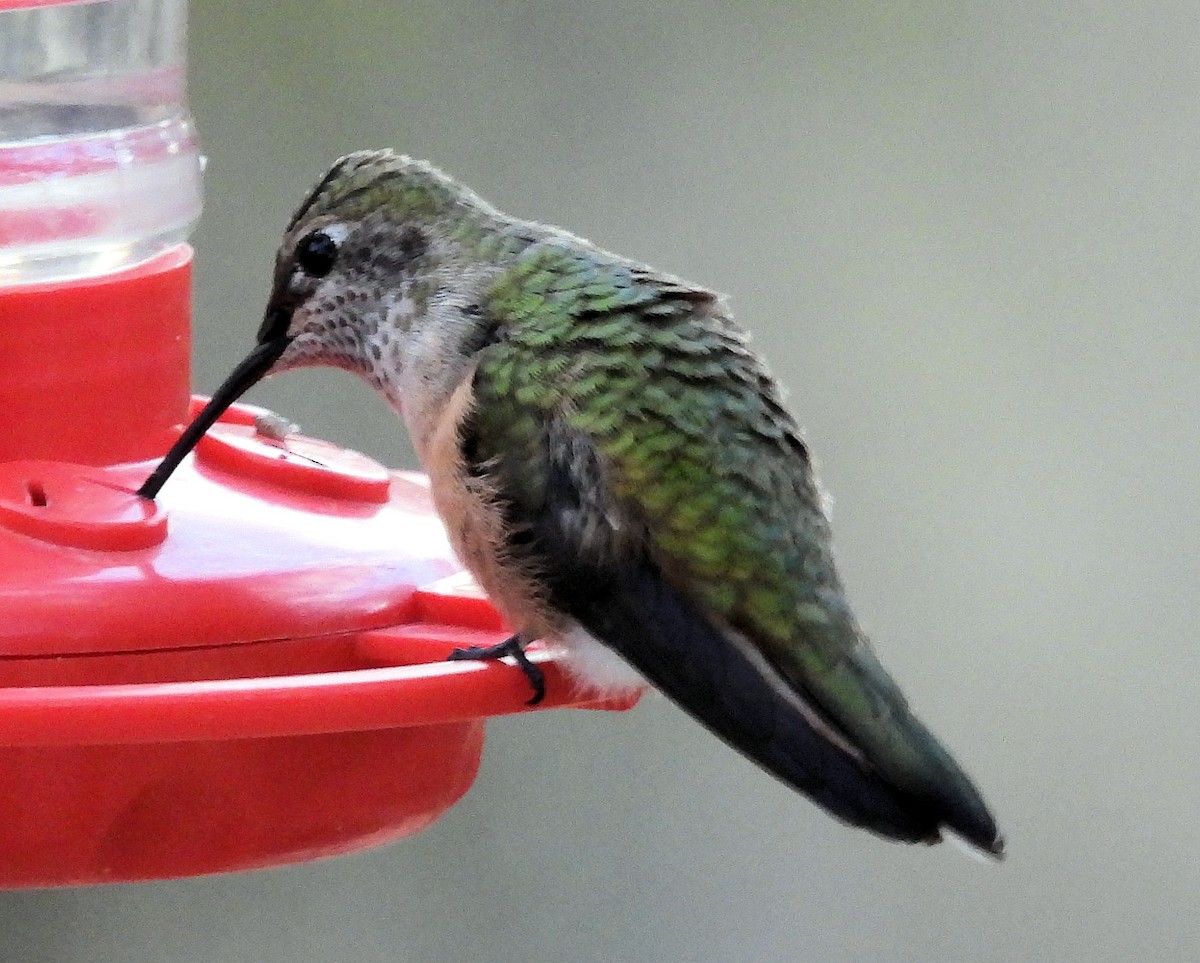 Broad-tailed Hummingbird - ML496876461