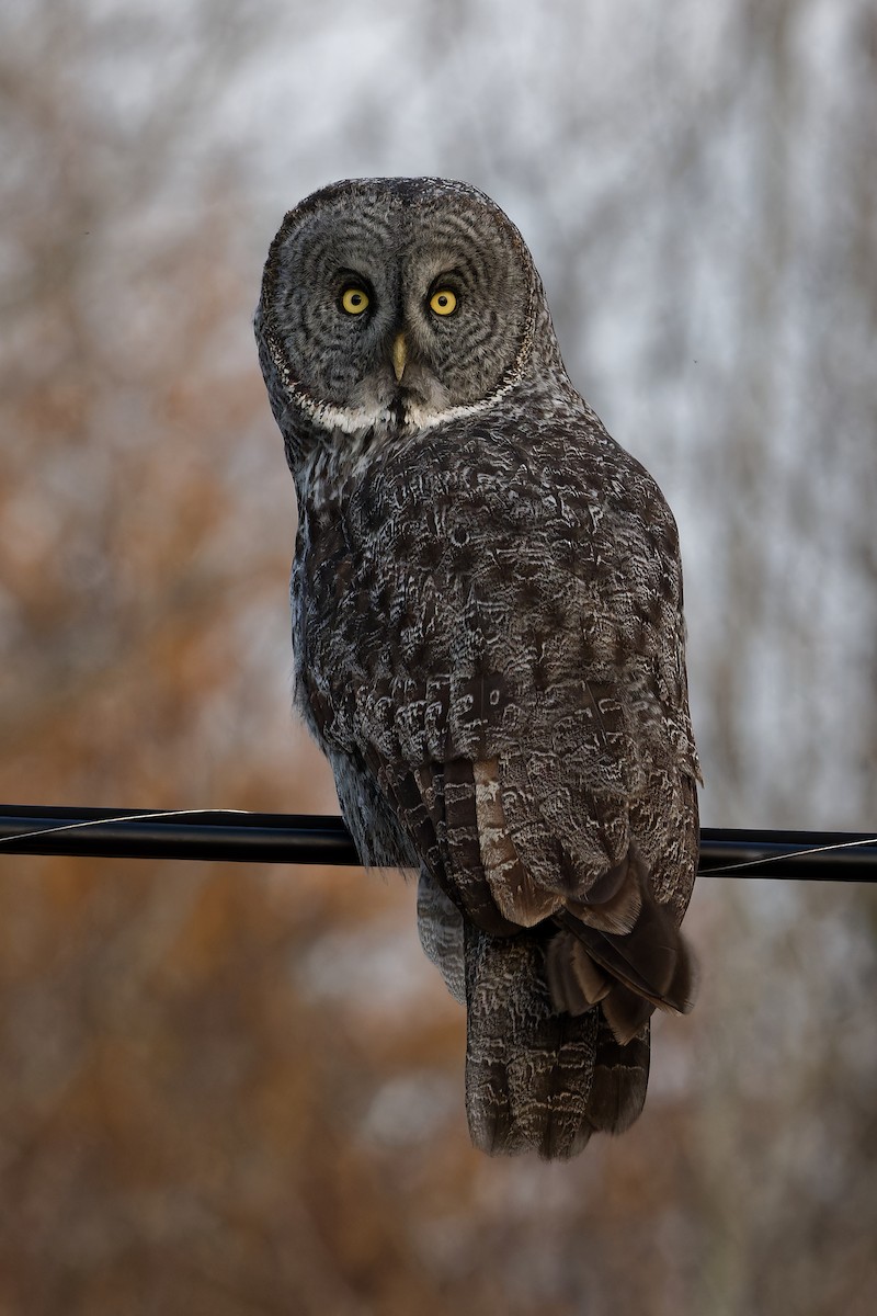 Great Gray Owl - ML496880301