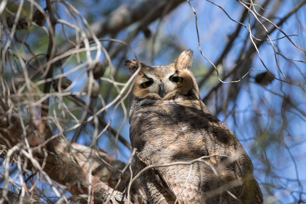 Great Horned Owl - ML496888721