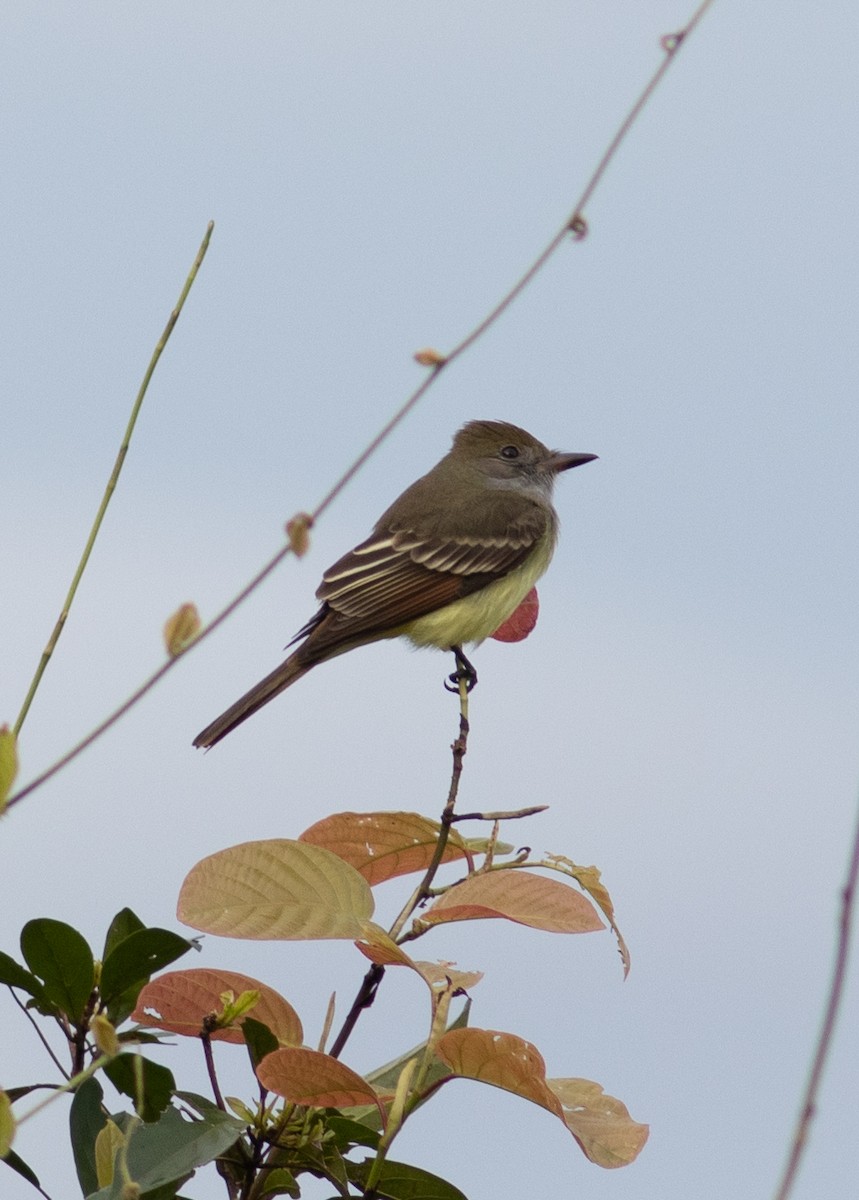 Great Crested Flycatcher - ML496891631
