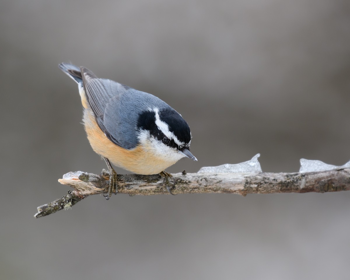 Red-breasted Nuthatch - ML49689261