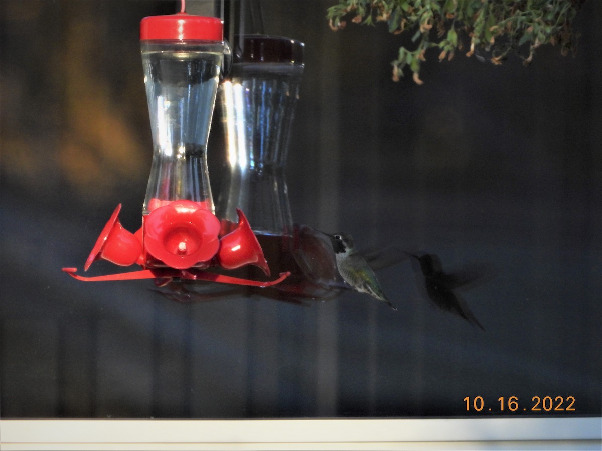 Anna's Hummingbird - ML496892631