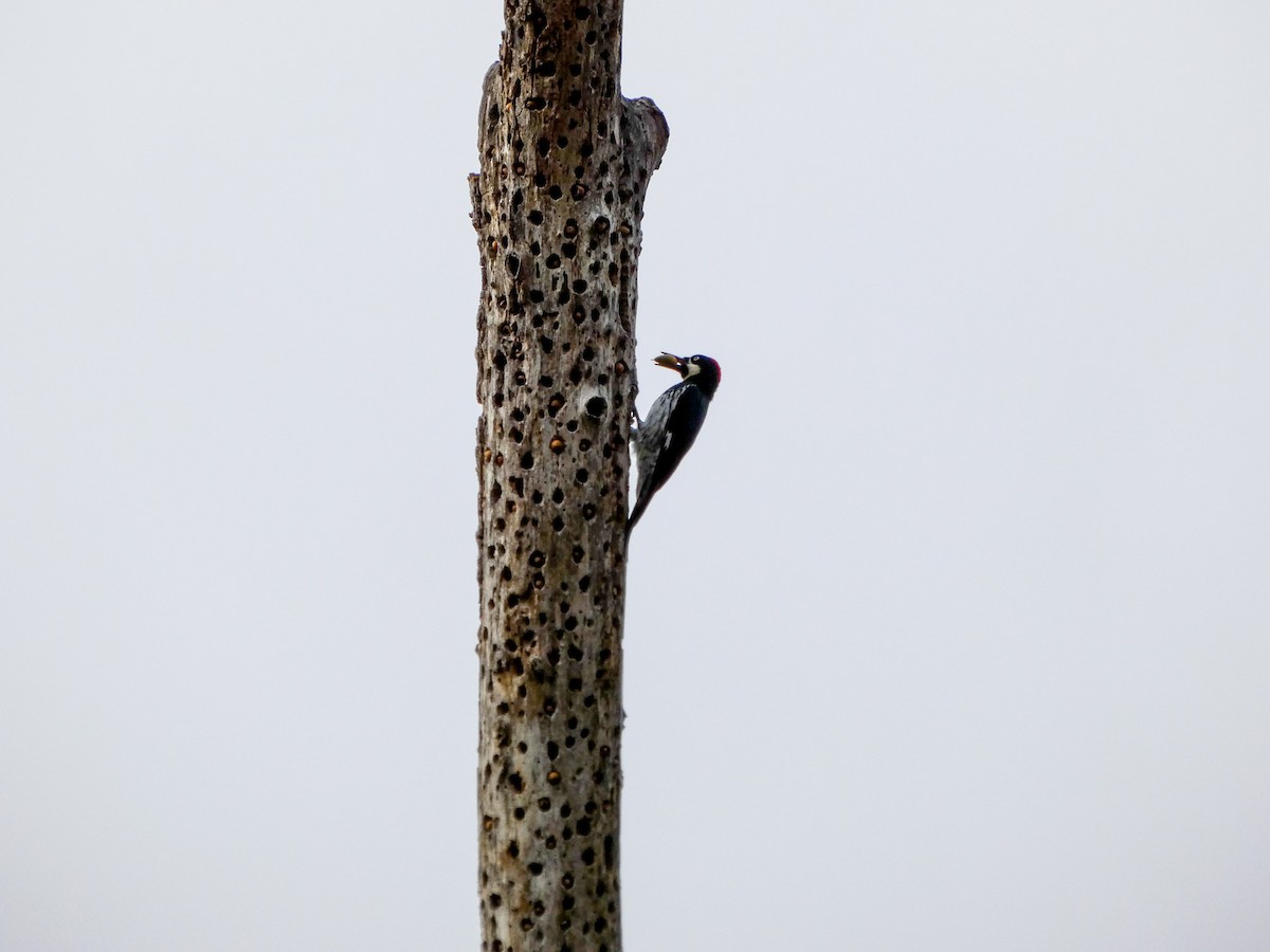 Acorn Woodpecker - ML496895881