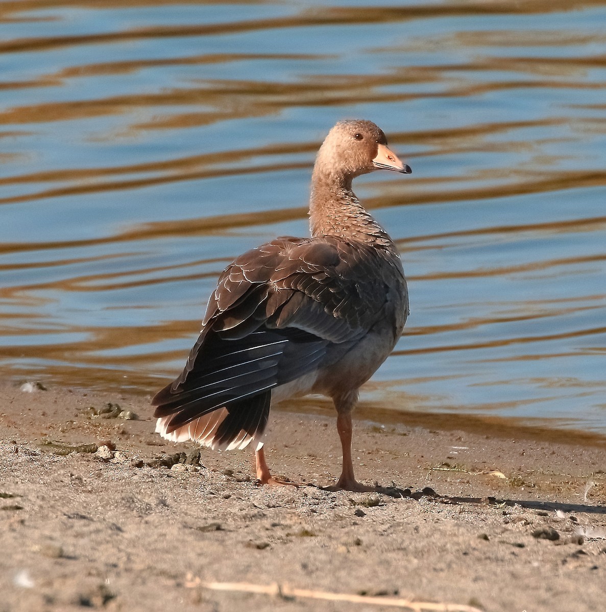 Greater White-fronted Goose - ML496896751