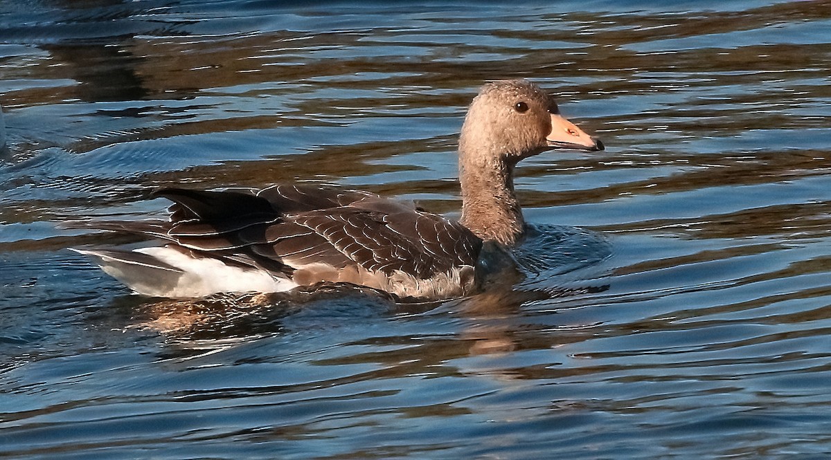 Greater White-fronted Goose - ML496897821