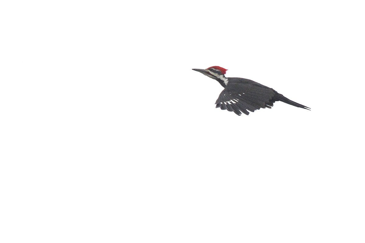 Pileated Woodpecker - ML496898701