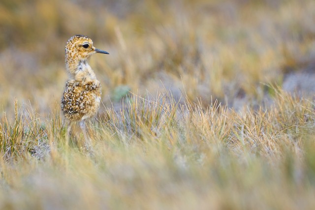 Natal Down in Tawny-throated Dotterel. - Tawny-throated Dotterel - 