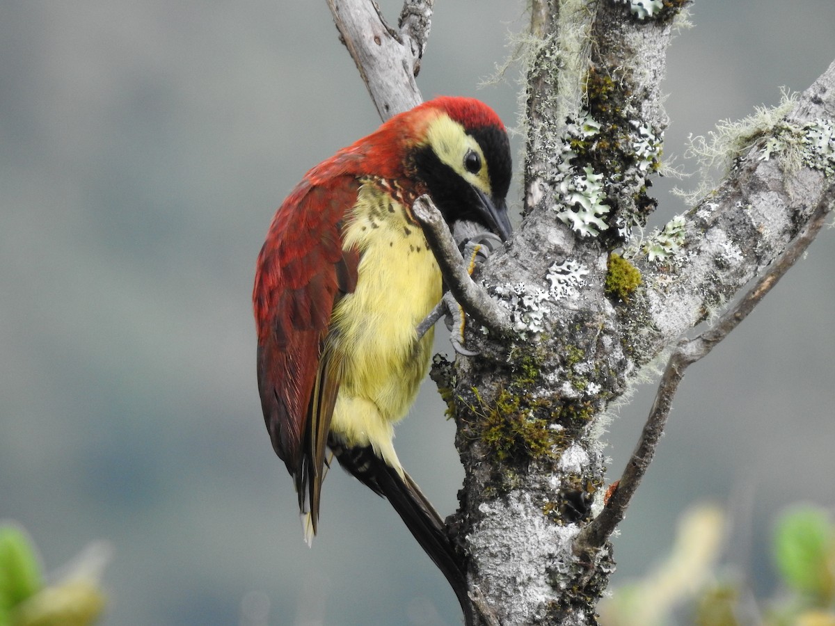 Crimson-mantled Woodpecker - Daniel Uribe Espinosa