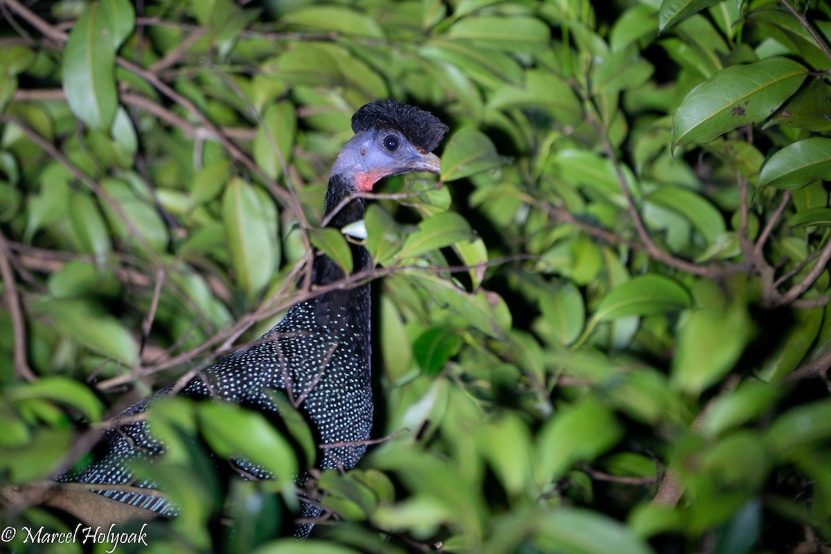 Western Crested Guineafowl - ML496907151