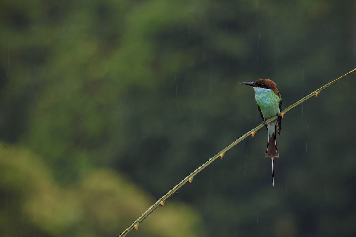Blue-throated Bee-eater - Joshua Chong