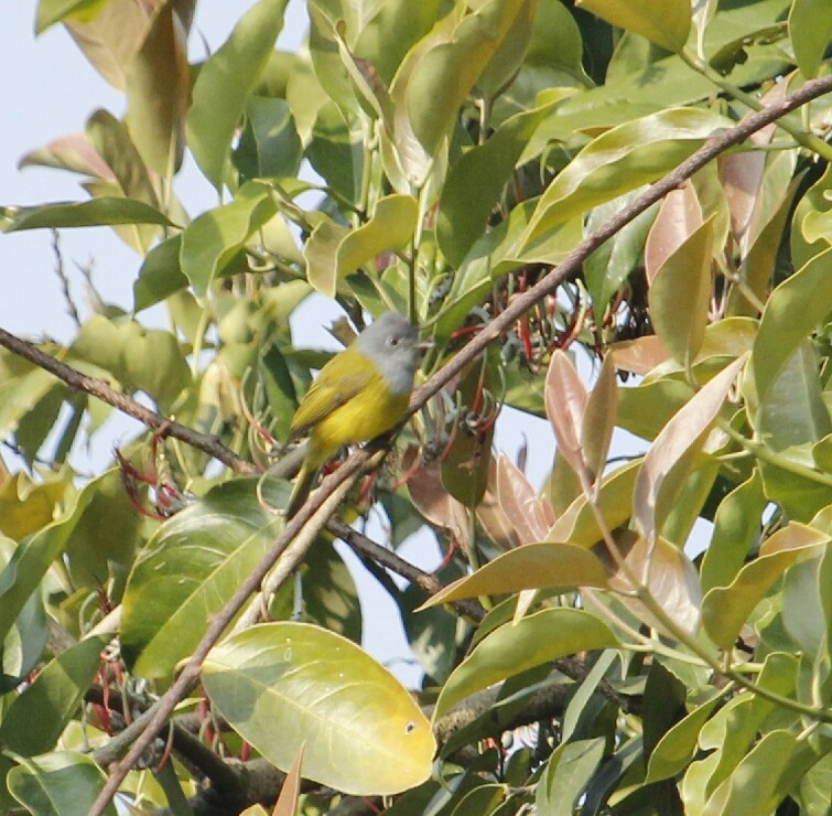 Gray-headed Canary-Flycatcher - ML49691341