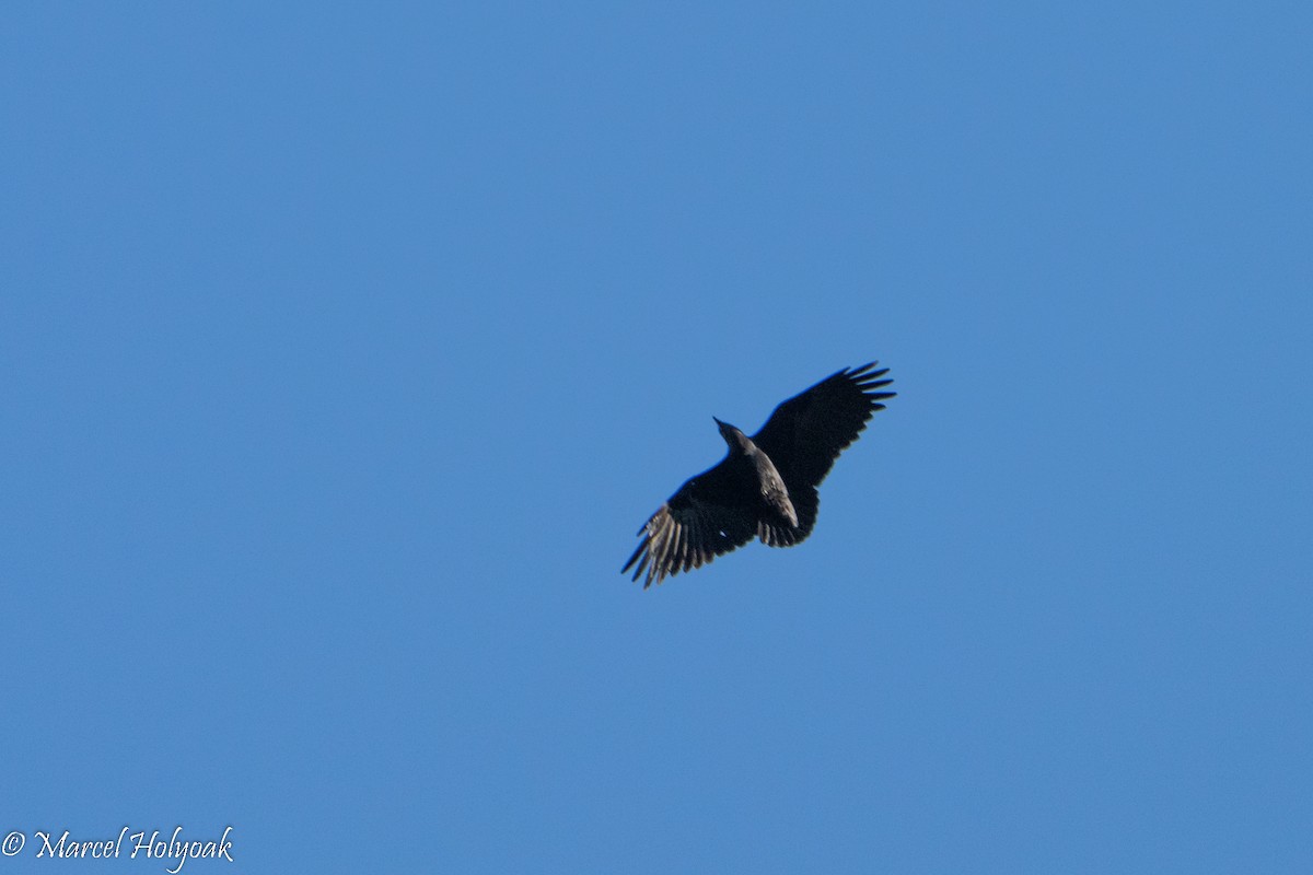 Fan-tailed Raven - ML496913781