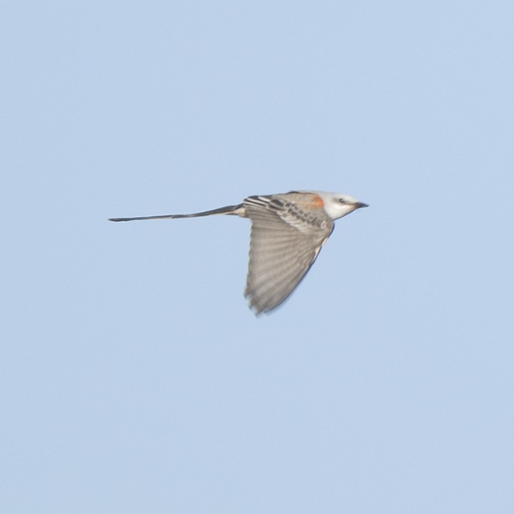 Scissor-tailed Flycatcher - ML496915011