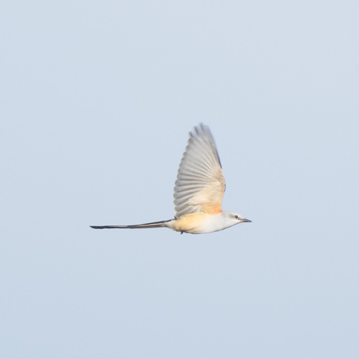 Scissor-tailed Flycatcher - ML496915021