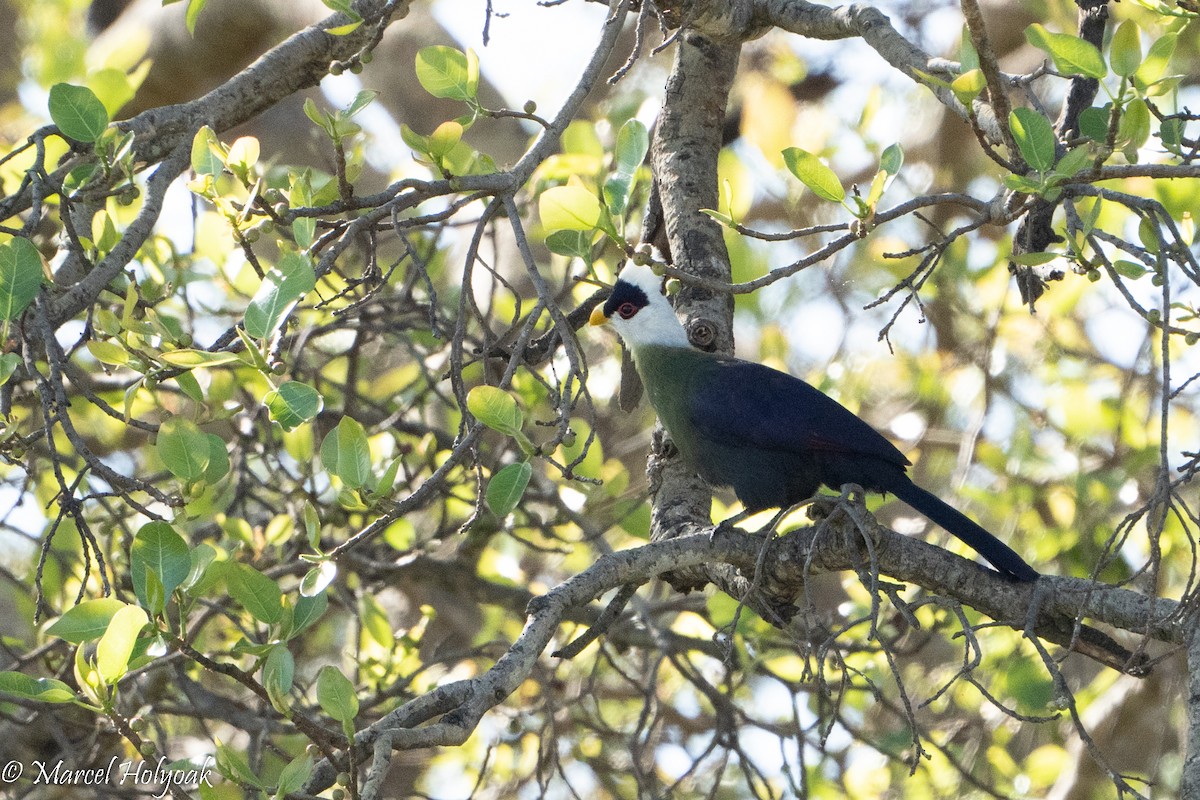 White-crested Turaco - ML496916291