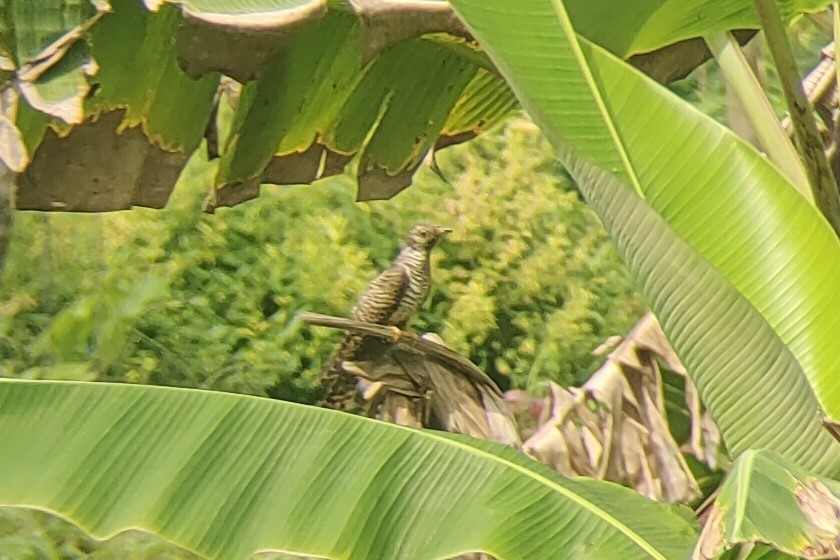 Common Cuckoo - ML496927261