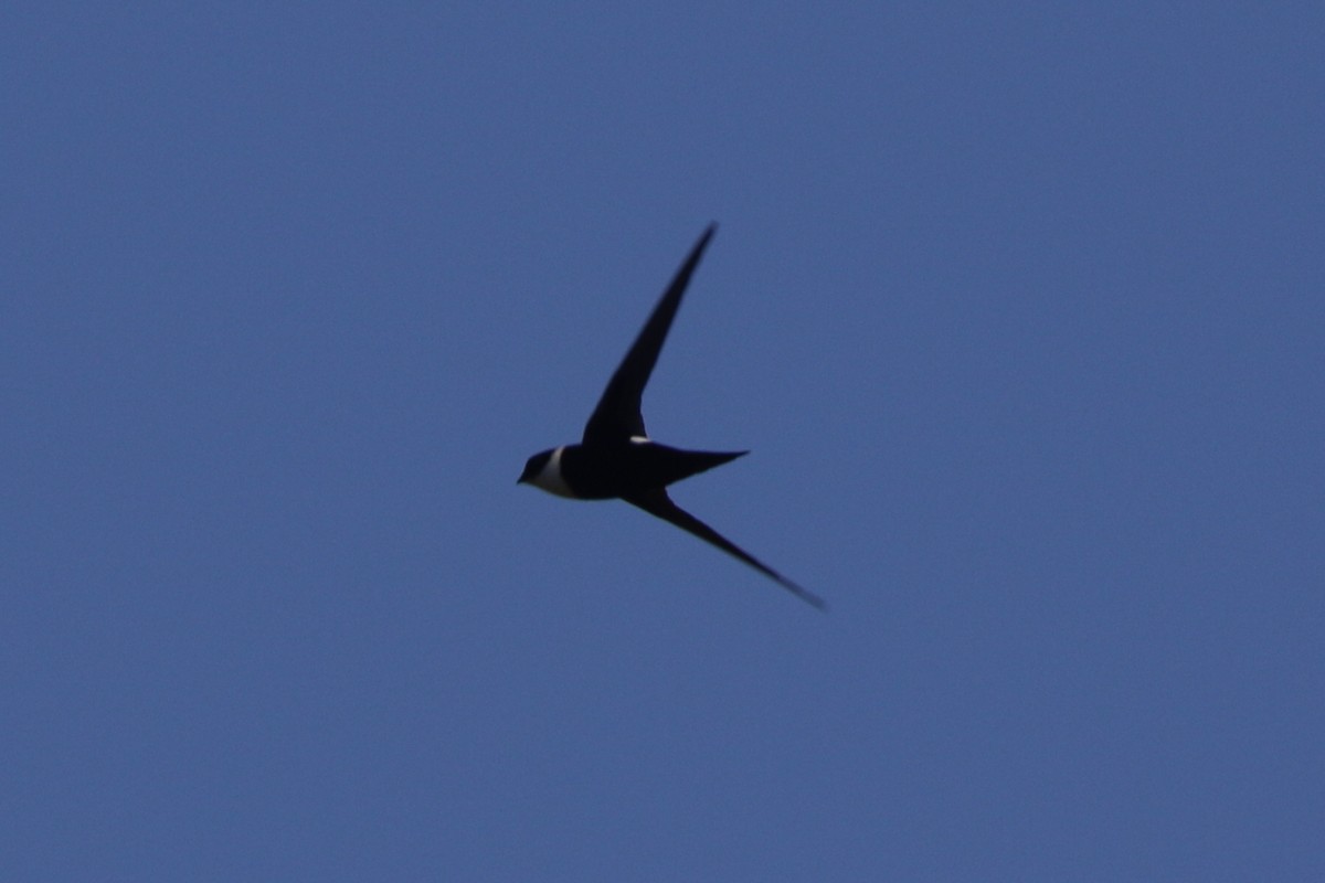 Lesser Swallow-tailed Swift - ML49692941