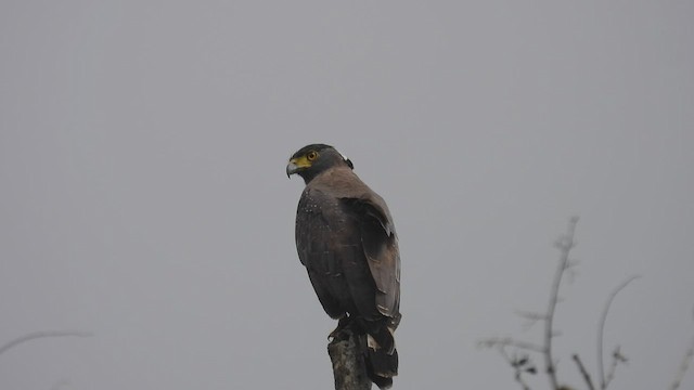 Crested Serpent-Eagle - ML496929571