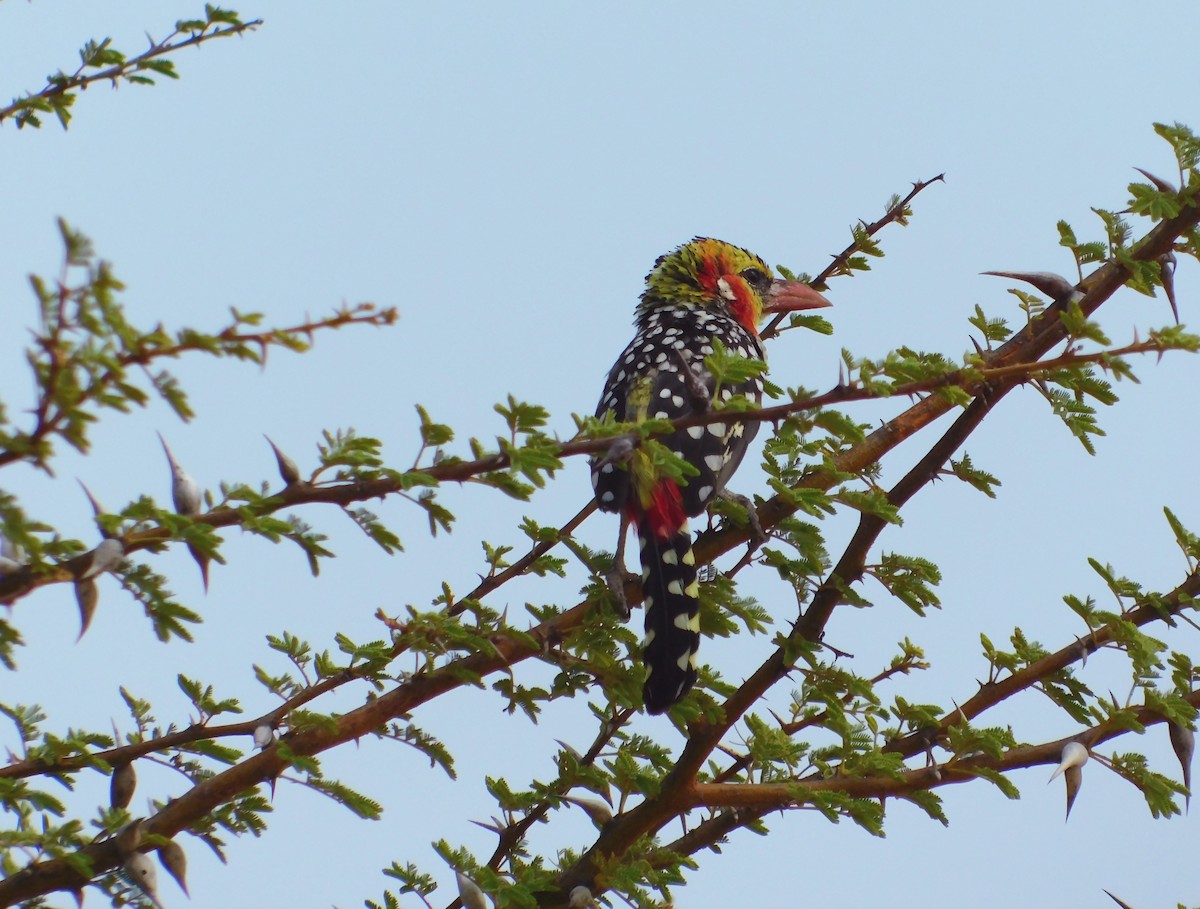Red-and-yellow Barbet - ML496929901