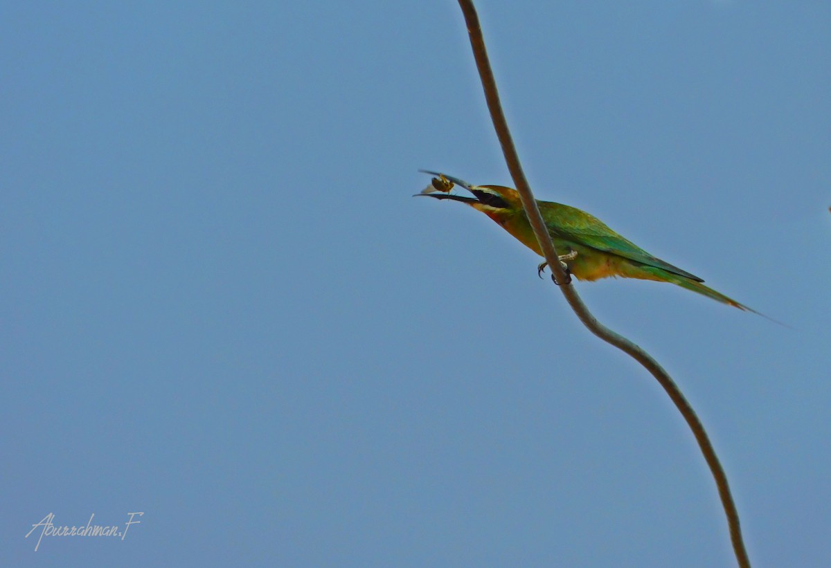 Madagascar Bee-eater - Abdurrahmaan Farhan
