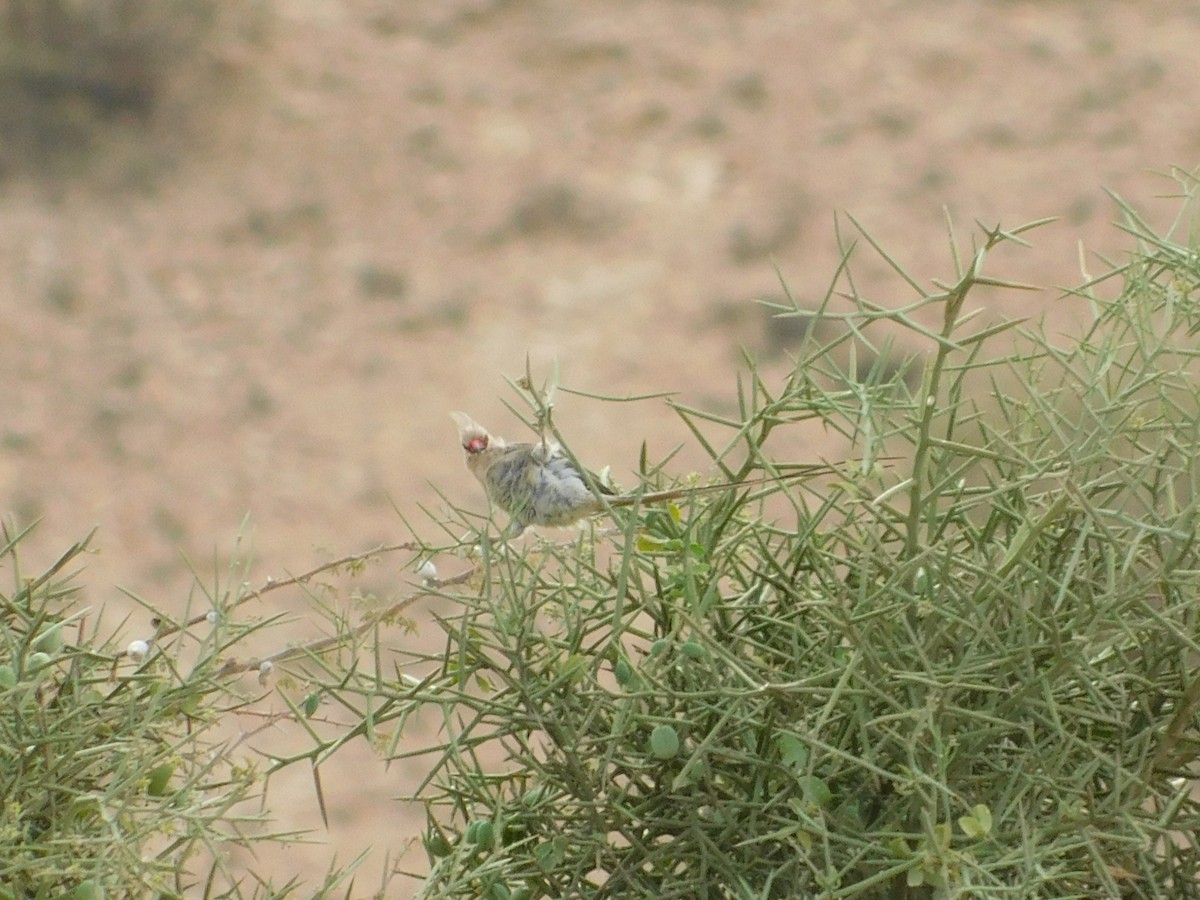 Blue-naped Mousebird - Abdurrahmaan Farhan