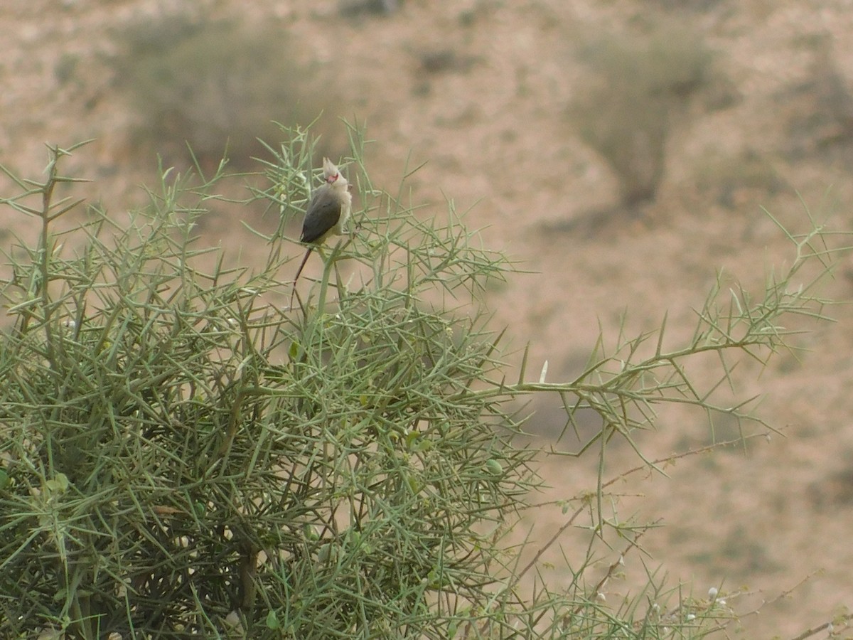 Blue-naped Mousebird - Abdurrahmaan Farhan