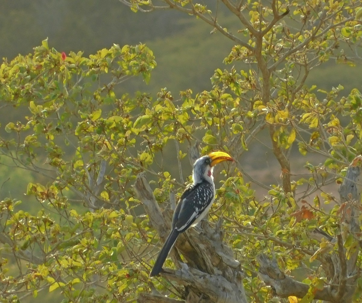 Eastern Yellow-billed Hornbill - ML496930771