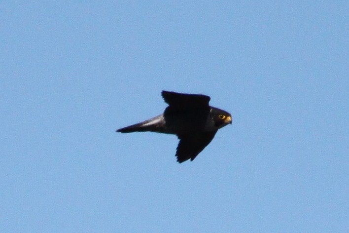 Peregrine Falcon (Australian) - ML496930811