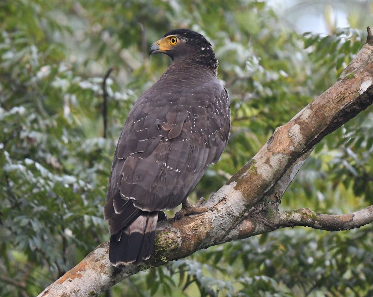 Crested Serpent-Eagle - ML496932941