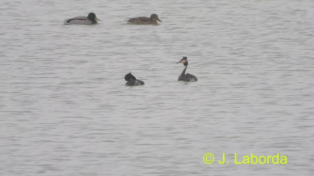 Great Crested Grebe - ML496932951