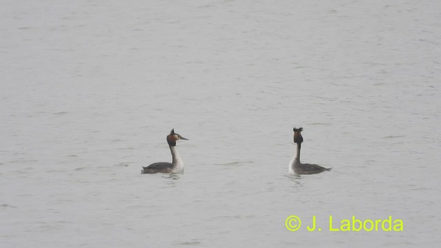 Great Crested Grebe - ML496933031