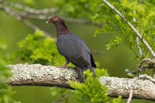 Scaly-naped Pigeon, ML496938221