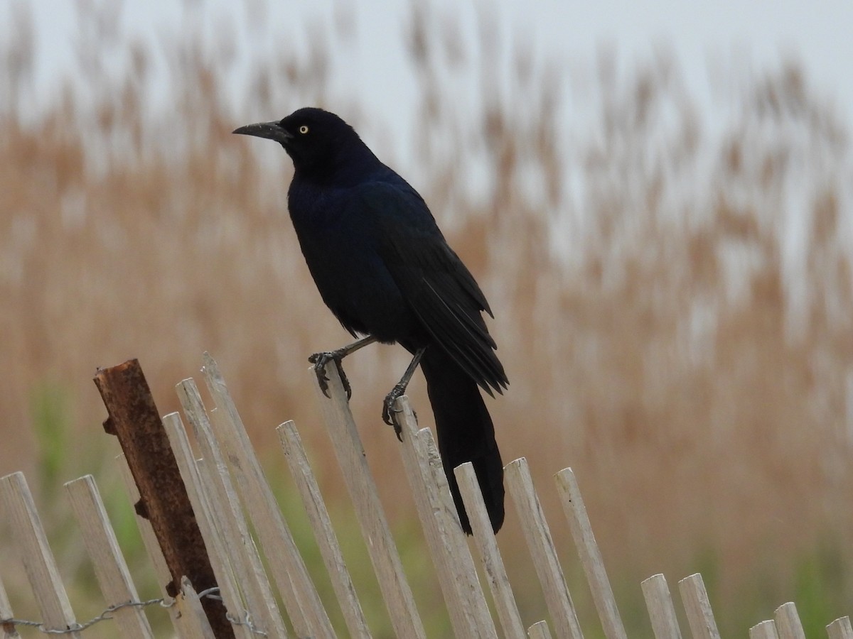 Boat-tailed Grackle - ML496939791