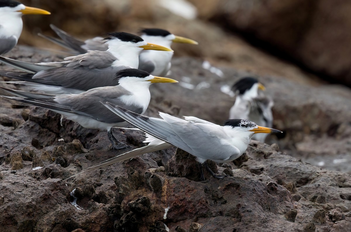 Chinese Crested Tern - ML496942901