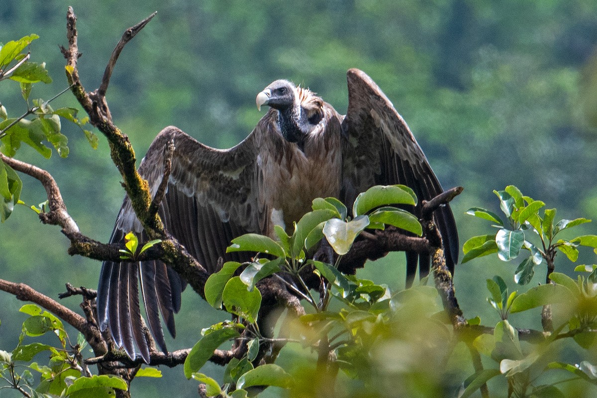 Indian Vulture - ML496947421