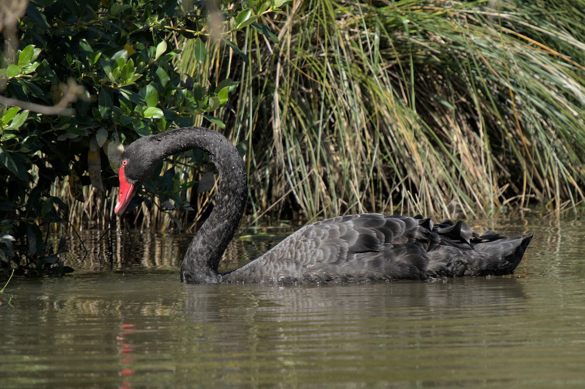 Black Swan - ML496947911