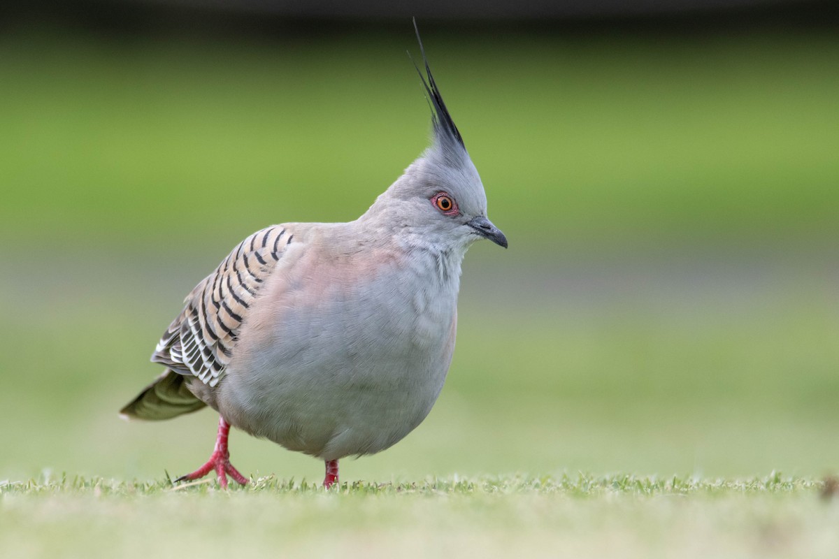 Crested Pigeon - ML496948401