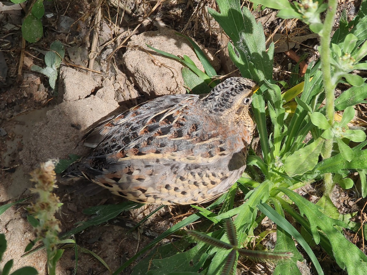 Red-backed Buttonquail - ML496956611