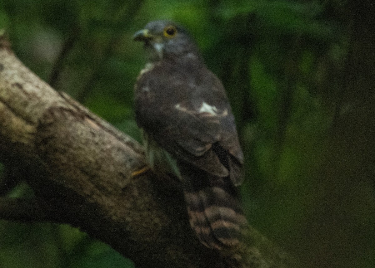 Philippine Hawk-Cuckoo - Harry Miller