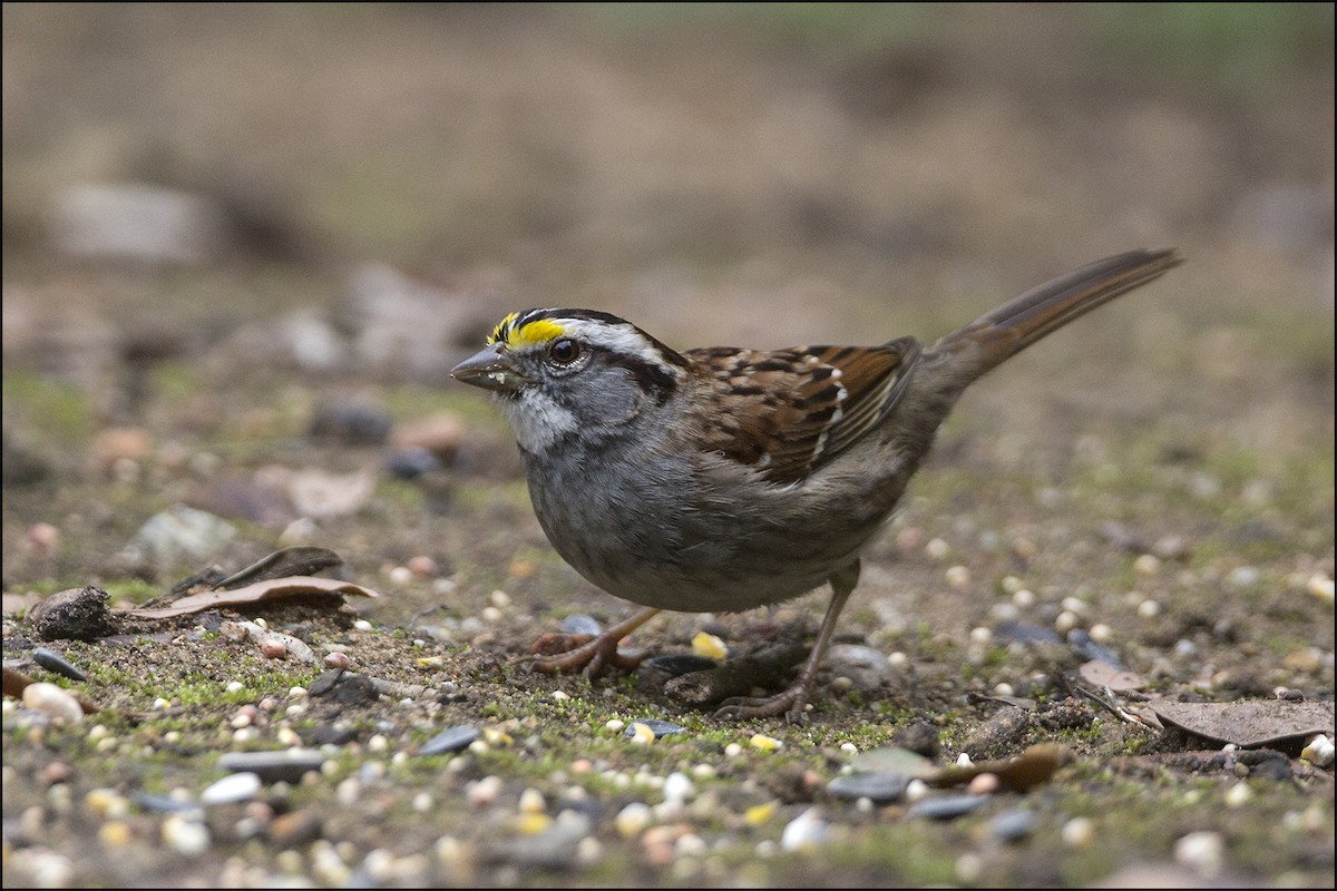 White-throated Sparrow - Thomas Miko