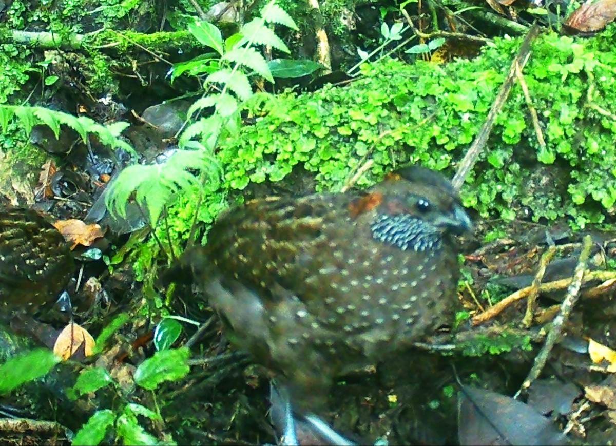 Spotted Wood-Quail - Luic Mateo