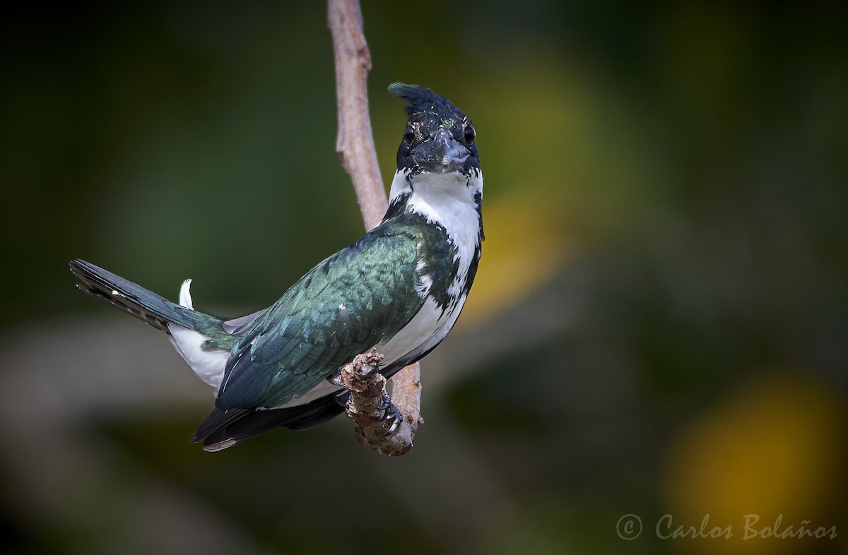 Amazon Kingfisher - Carlos  Bolaños