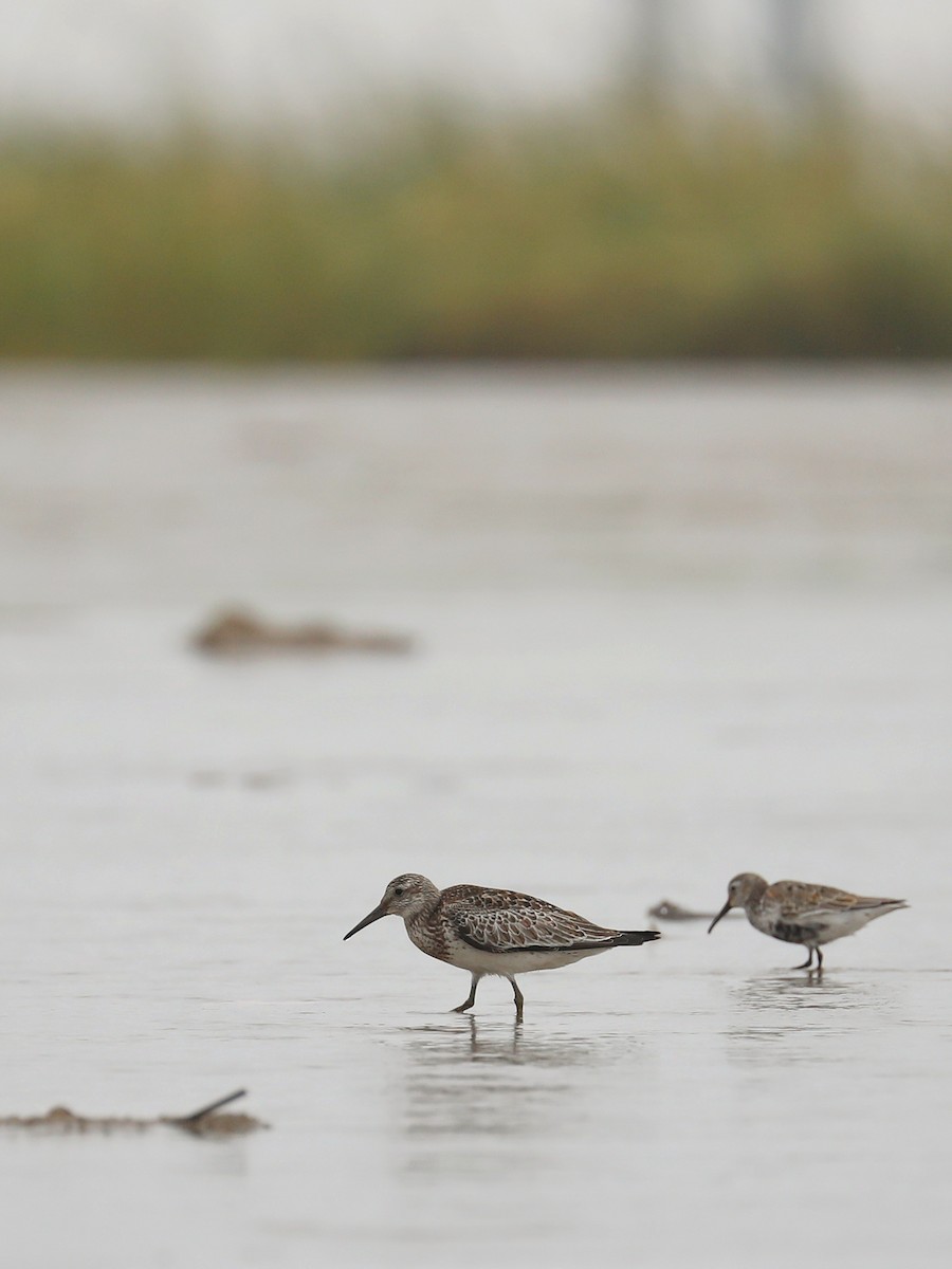 Great Knot - ML496968911