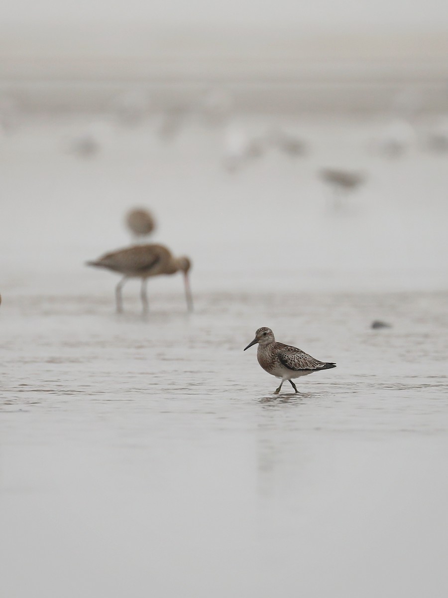Great Knot - ML496968931
