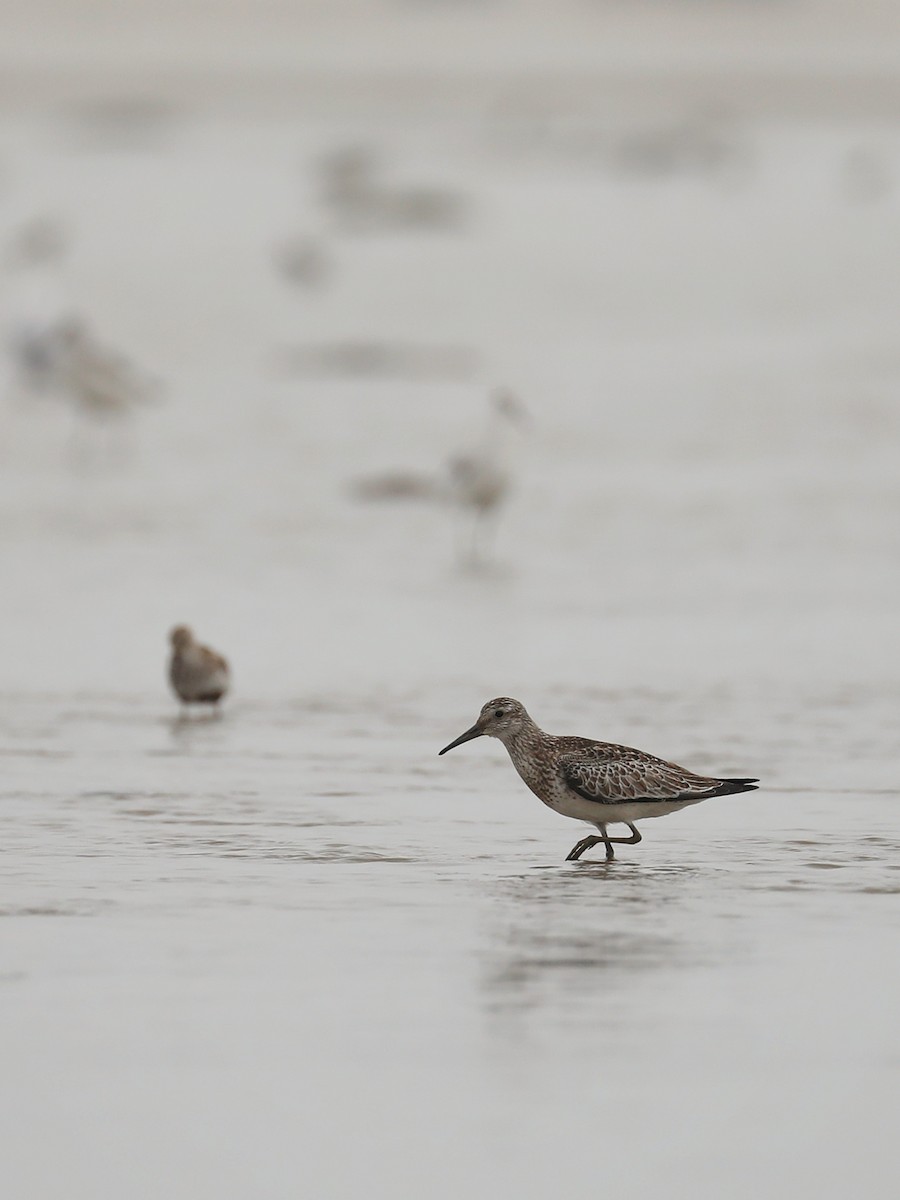 Great Knot - ML496968941