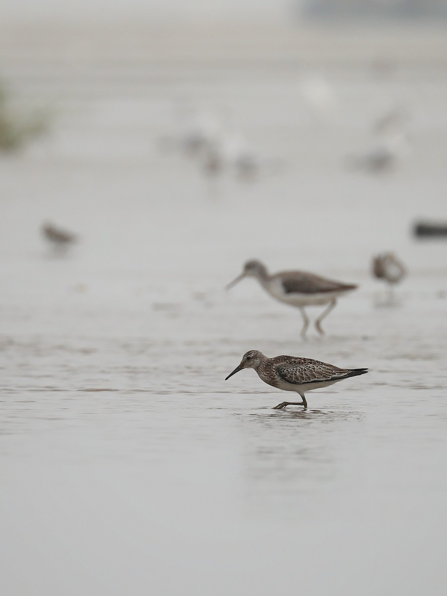 Great Knot - ML496968951