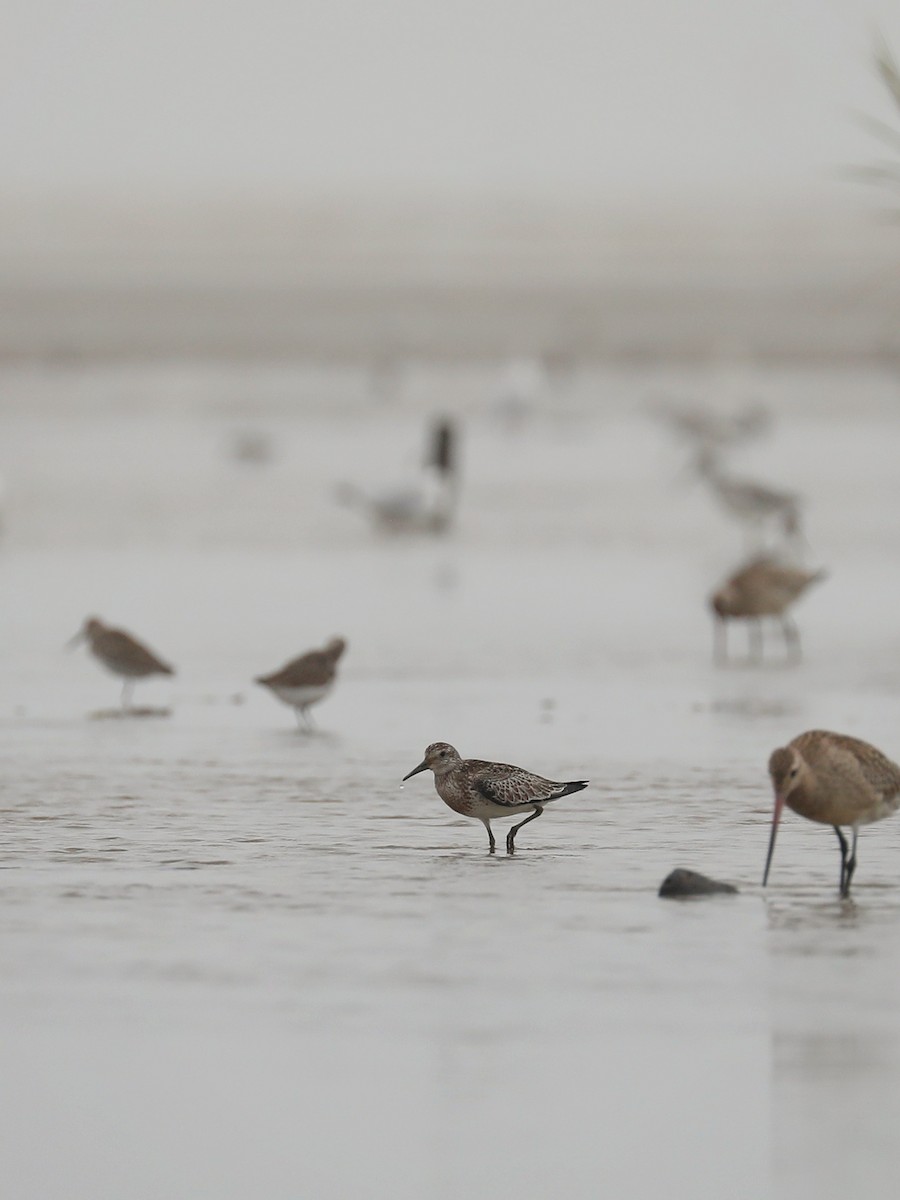Great Knot - ML496968961