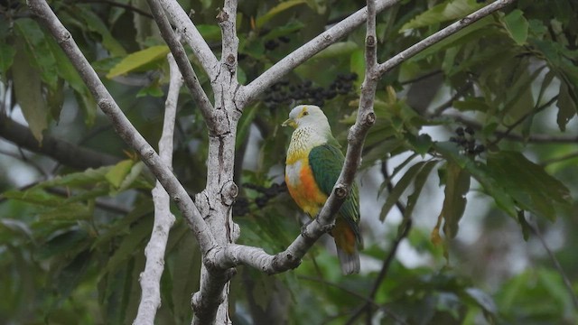 Rose-crowned Fruit-Dove - ML496969311
