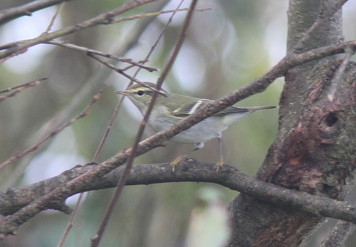 Yellow-browed Warbler - ML496971671