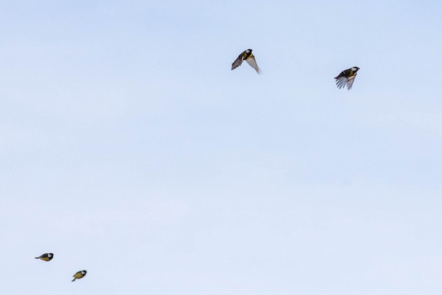 Migrating birds in the Czech Republic in October. - Great Tit - 